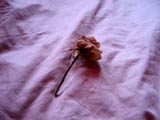 Dead flower, living sheets