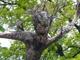 Tree friend