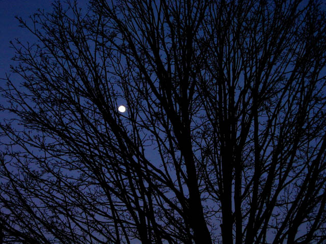 Moon, ensnared