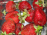 Rotting fruit, delivered fresh