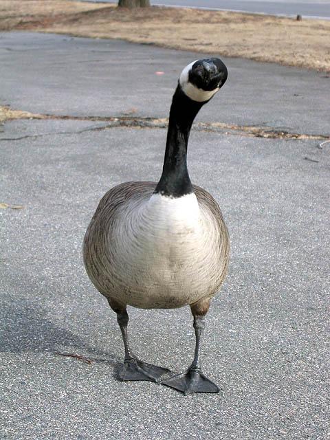 anthropomorphosis