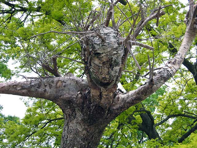This tree is actually about 20 feet tall