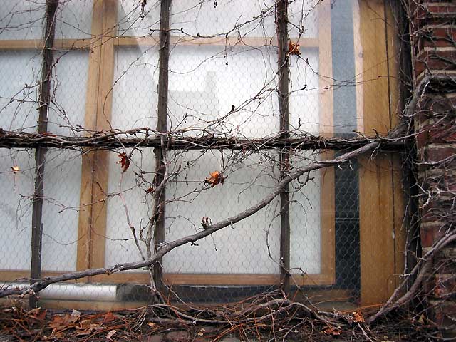Vines asserting their property rights